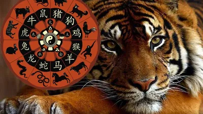 Древние легенды и мифы Китая рассказывают, как возникли 12 знаков зодиака  восточного календаря - Российская газета