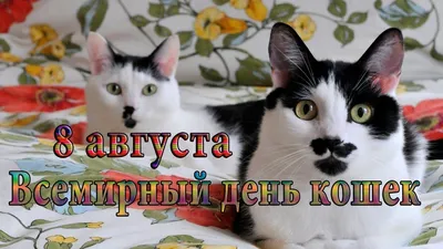 Открытки и картинки в День кошек 8 августа 2023 (62 изображения)