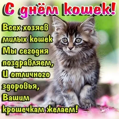 8 августа – Всемирный день кошек: kotbeber — LiveJournal