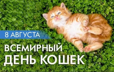 Кошки с книжной обложки - А знаете ли вы что… - ЦБС для детей г. Севастополя