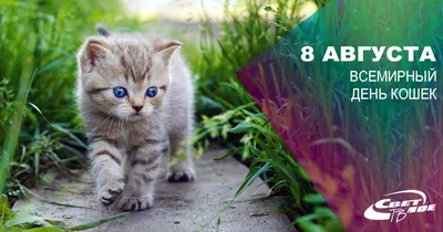 8 августа — «Всемирный день кошек».Тематический час. 2023, Малоярославецкий  район — дата и место проведения, программа мероприятия.