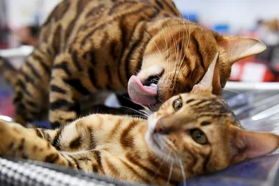 8 августа - День кошек: картинки-милота и задорные стишки для поздравлений