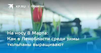 Цветы к 8 Марта будут, но сильно подорожают | 02.03.2022 | Тверь -  БезФормата