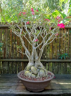 Adenium obesum (Desert Azalea, Desert Rose, Impala Lily, Kudu Lily, Mock  Azalea, Sabi Star) | North Carolina Extension Gardener Plant Toolbox