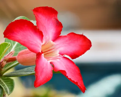 Adenium arabicum - 'Desert Rose' – Barsch Tropicals