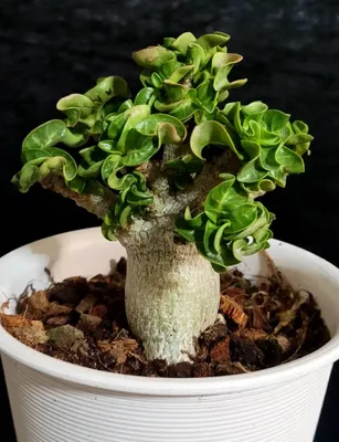 Adenium obesum subsp. socotranum - World of Succulents