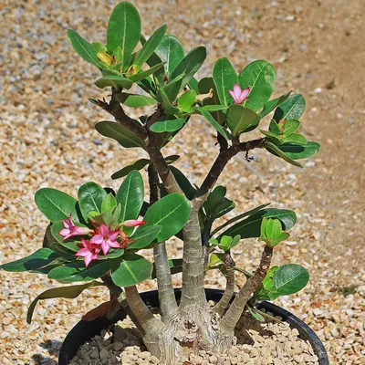 Desert Rose 'Adenium arabicum' - Buy Online at Planet Desert