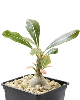🌱 Adenium socotranum | Seedlings | Shop Now
