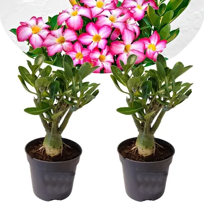 Adenium Obesum Adenium roseum - set of 2 - desert roses - pot 10.5cm -  height 25-40cm - FloraStore