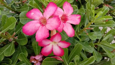 Desert Rose Border - Adenium obesum – Wellspring Gardens