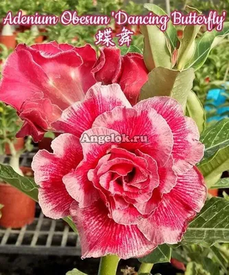 Adenium plant hi-res stock photography and images - Alamy