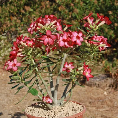 Adenium somalense 'Anaconda' (Desert Rose) / 5 seeds - UnusualSeeds