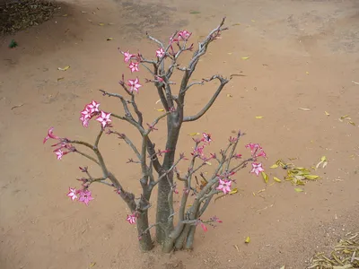 Adenium (Desert Rose) Plants: Beautiful Flowers on Some Strange-Looking  Trunks - Dengarden