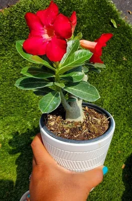 Adenium Obesum, Also Known as Desert Rose 10 to 12 Inches Tall, Beautiful  Red Healthy One Year Old Live Rooted Plant - Etsy