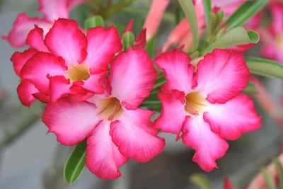 Adenium Plant Care And Grow: Everything You Need To Know