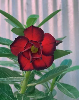 Adenium Obesum Desert Rose – aplanter
