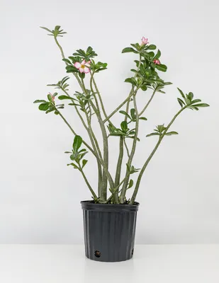 Adenium Arabicum 'Desert Rose' Care Guide (2024) | Garden Pals