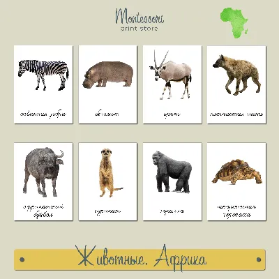 Африканские животные картинки
