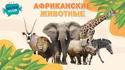 Конспект комплексного занятия с детьми 2–3 лет «Животные Африки» (5 фото).  Воспитателям детских садов, школьным учителям и педагогам - Маам.ру