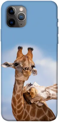 Чехол для iPhone 11 Pro Max матовый Прикольные зверушки ❤ — купить по  выгодной цене на «Все Футболки.Ру» | Принт — 1809355 в Санкт-Петербурге