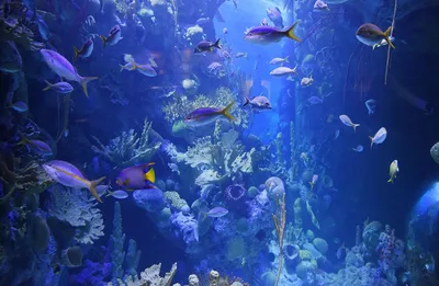 Морской аквариум под ключ 45л с кораллами | Aquarium-Style