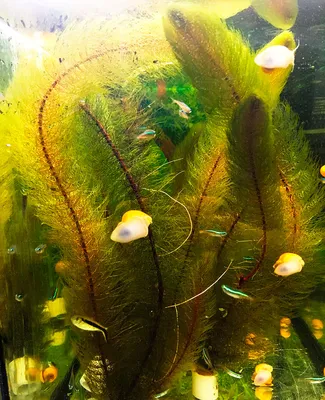 Почему гниют аквариумные растения