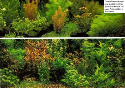 Особые аквариумные растения (Дизайн/Растительность) - Aquaristics.ru