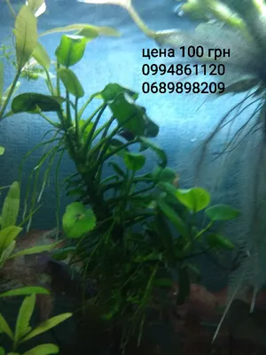 Архив Продам аквариумные растения ✔️ 20 грн. ᐉ Аквариумные растения в  Харькове на BON.ua 98906158