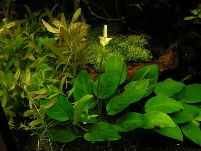 Цветущие аквариумные растения | Пикабу