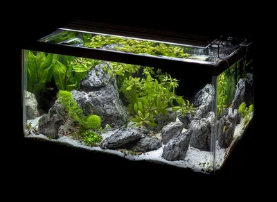 Искусственное украшение, пластиковые аквариумные растения, декоративные  украшения для аквариума | AliExpress