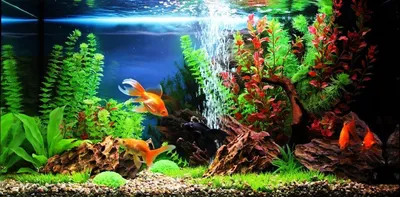 Цветущие аквариумные растения | Пикабу