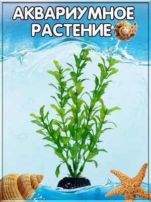 Купить аквариумные растения в Ашдоде: добавить естественный оттенок вашему  аквариуму. - Acol