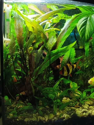 Аквариумные растения набором 3 вида (Почвопокровные). Живые аквариумные  растения. - купить с доставкой по выгодным ценам в интернет-магазине OZON  (678395896)