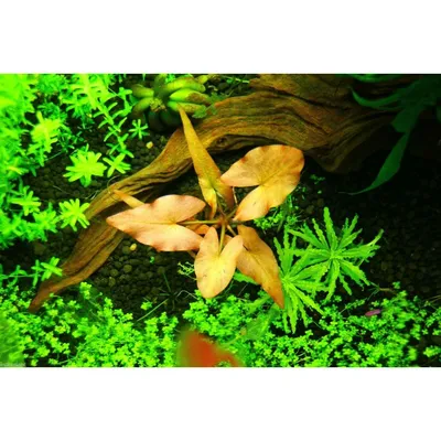 Красивые, здоровые аквариумные растения, продам.