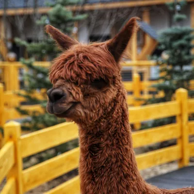 Альпака - интересные факты о животном - Alpaca del Sol