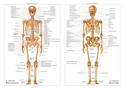 Пищеварительная система : нормальная анатомия | e-Anatomy