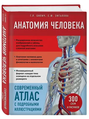 Анатомия и физиология. Атлас-раскраска У. Кэпит, Эсмаил Мейсами, Роберт  Мейси - купить книгу Анатомия и физиология. Атлас-раскраска в Минске —  Издательство Эксмо на OZ.by