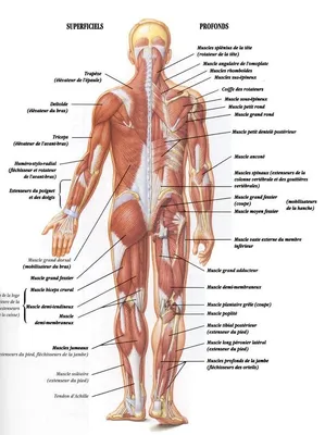 Пищеварительная система : нормальная анатомия | e-Anatomy