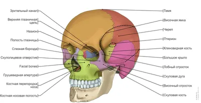 Мимические мышцы лица, 3D Анатомия человека