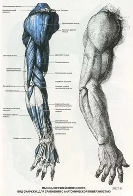 Женская Анатомия Человека В Картинках – Telegraph