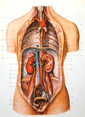 Анатомические рисунки человека - Demiart