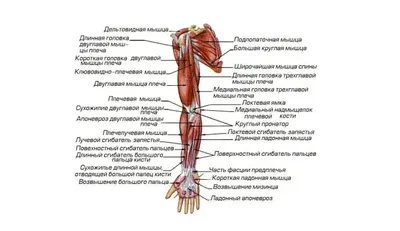 Картинки анатомия человека мышцы (46 фото) » Картинки, раскраски и  трафареты для всех - Klev.CLUB