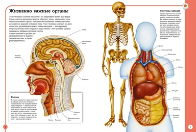 Картинки анатомия человека (47 фото) » Юмор, позитив и много смешных  картинок