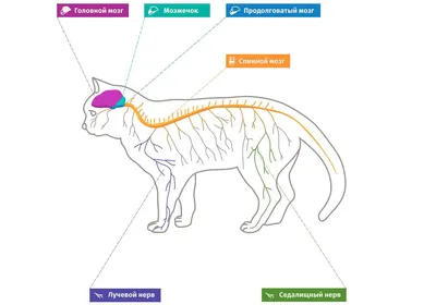 Файл:Scheme cat anatomy-ru.svg — Википедия