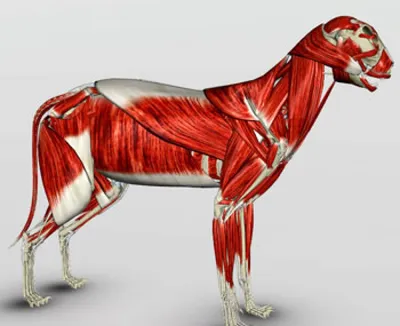 Анатомия дистального отдела передней конечности собак и кошек |  Ветеринарная клиника доктора Шубина