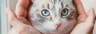 Питомник кошек FairyBerendey -Котята пиксибоб, тойгер :: pixiebob. Купить в  питомнике котенка породы пикси-боб, тойгер ( pixie-bob, toyger )