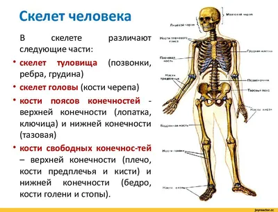 анатомия PNG рисунок, картинки и пнг прозрачный для бесплатной загрузки |  Pngtree