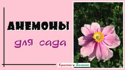 Цветок искусственный декоративный Анемоны, 49 см, фиолетовый, Y6-10364 в  Белгороде: цены, фото, отзывы - купить в интернет-магазине Порядок.ру