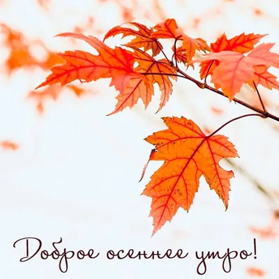 Открытки доброе утро доброе утро...