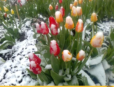 Гиф картинка со стихами о весне - Весна картинки | Весна, Картинки, Краска